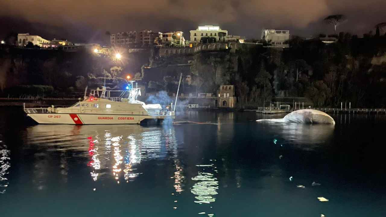 Sorrento balena