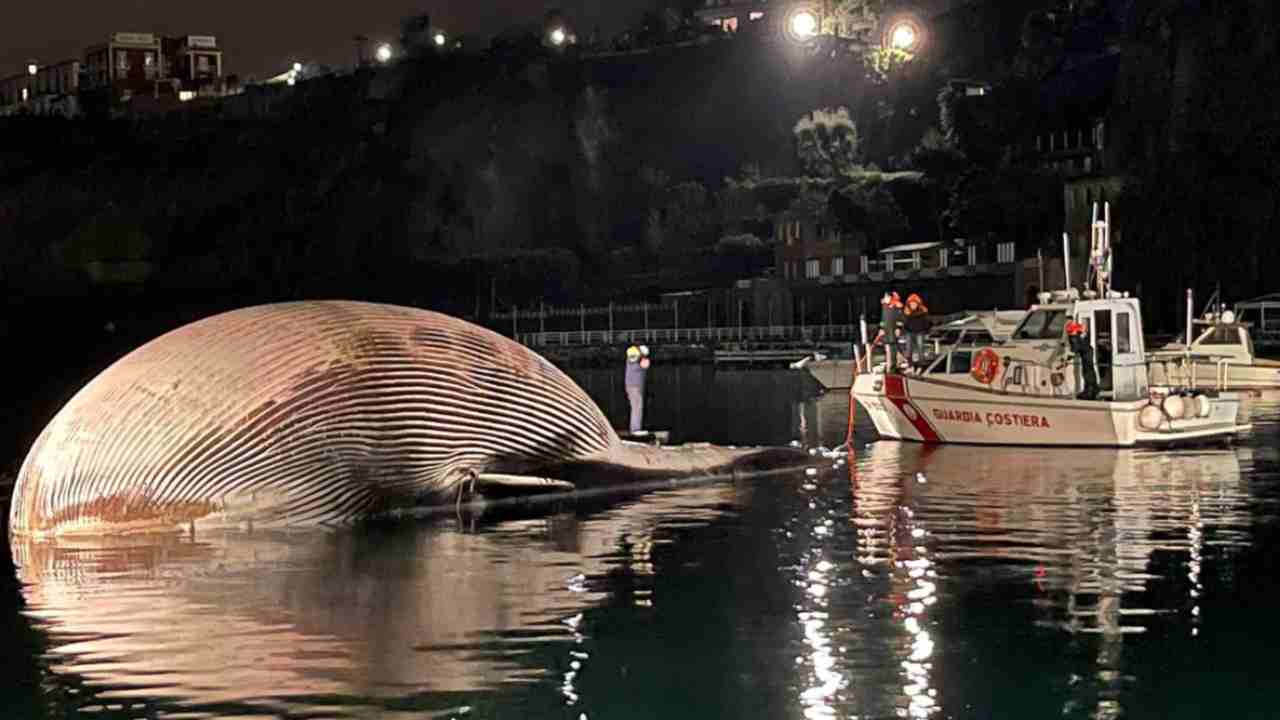 Balena Sorrento