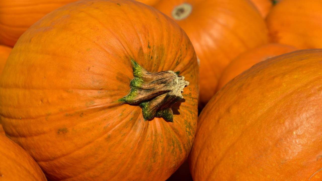 zucca ortaggio buonumore