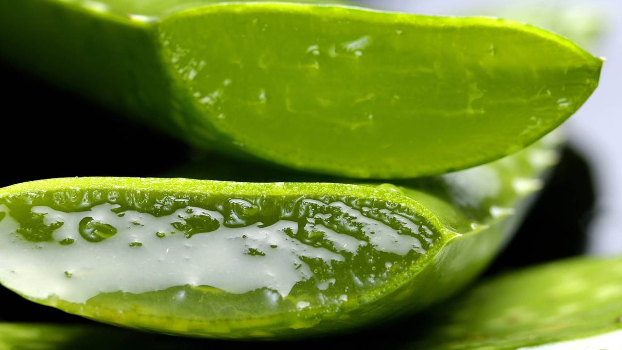 Aloe vera