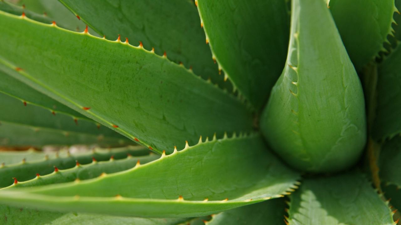 Aloe vera