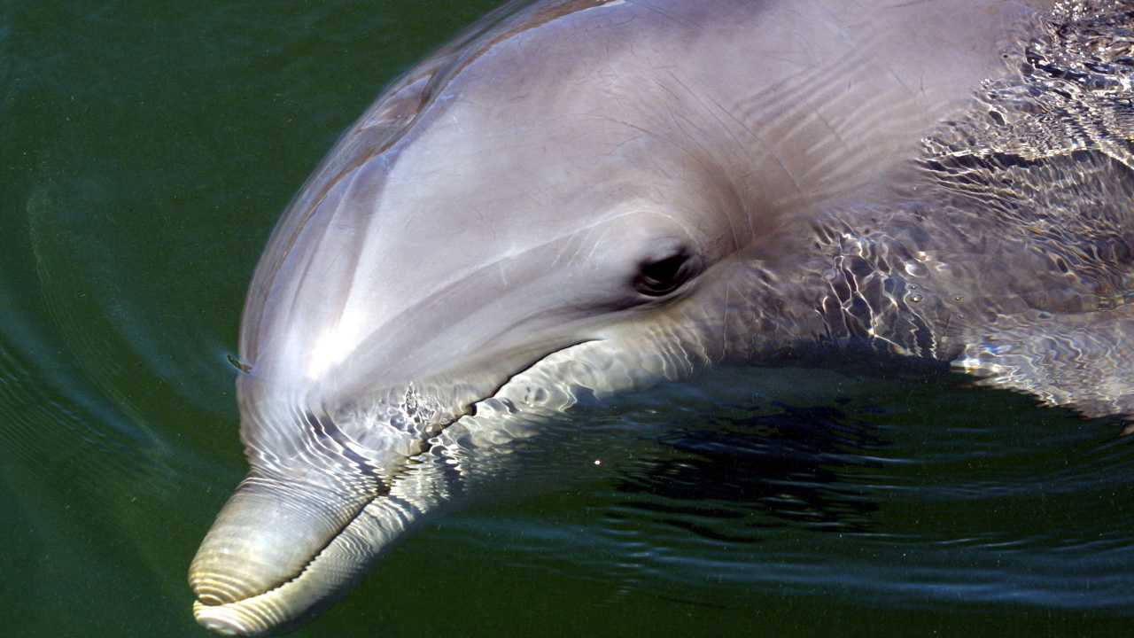 delfino winter