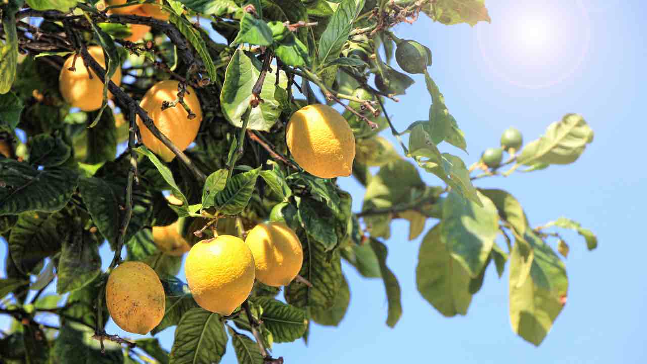 La dieta dei limoni