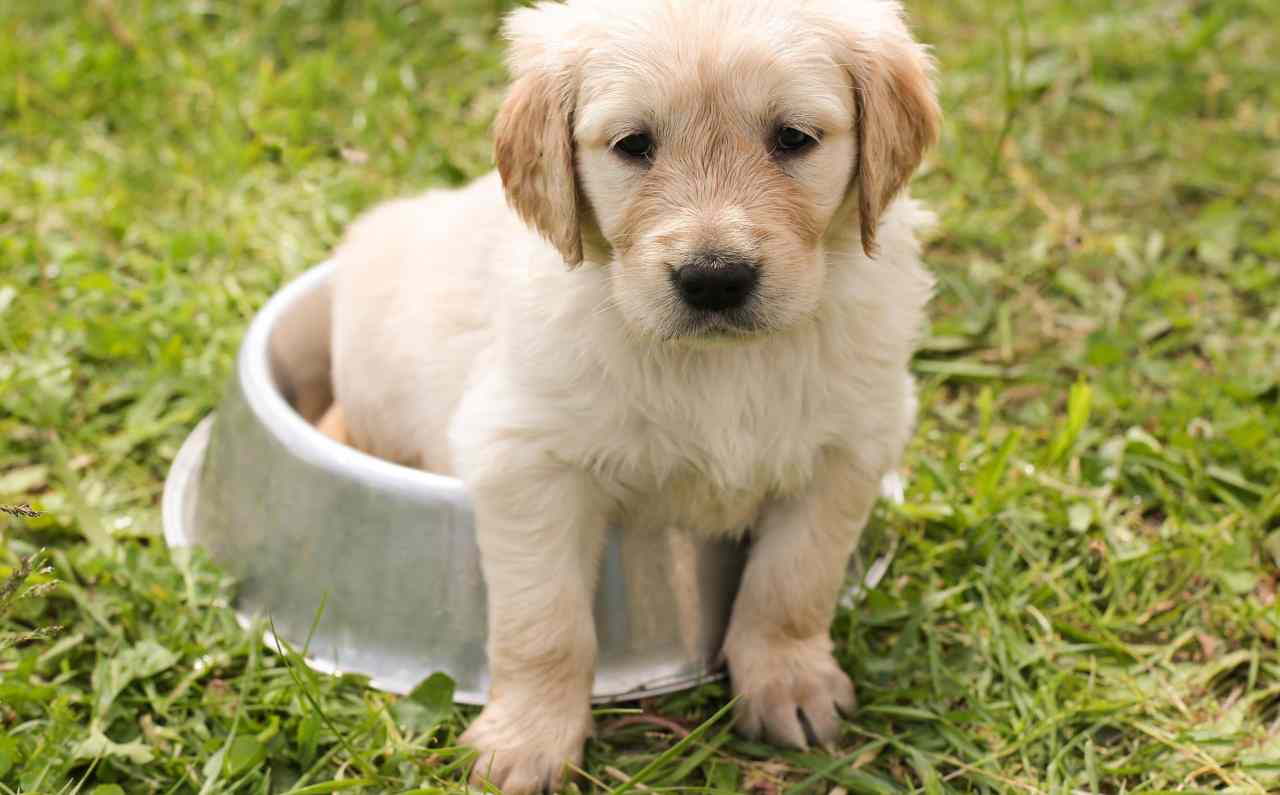 cucciolo in una ciotola (Pixabay)