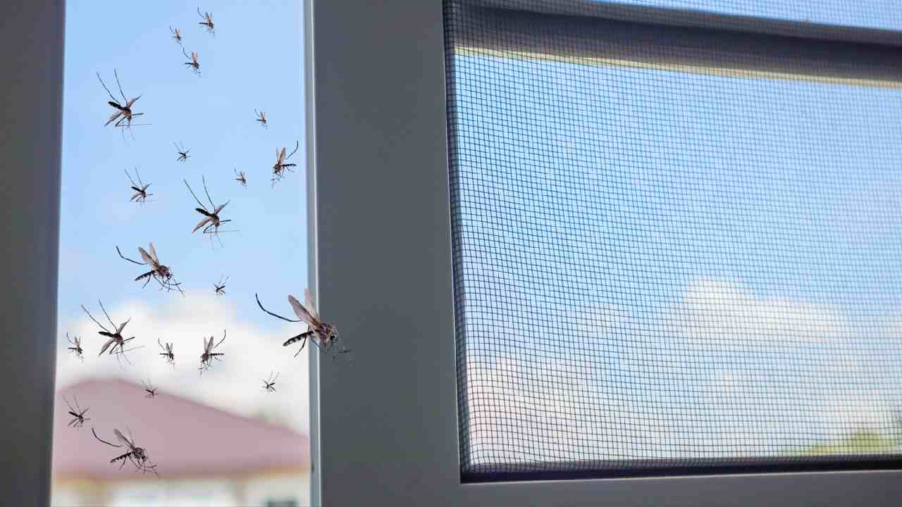 Zanzare dentro casa