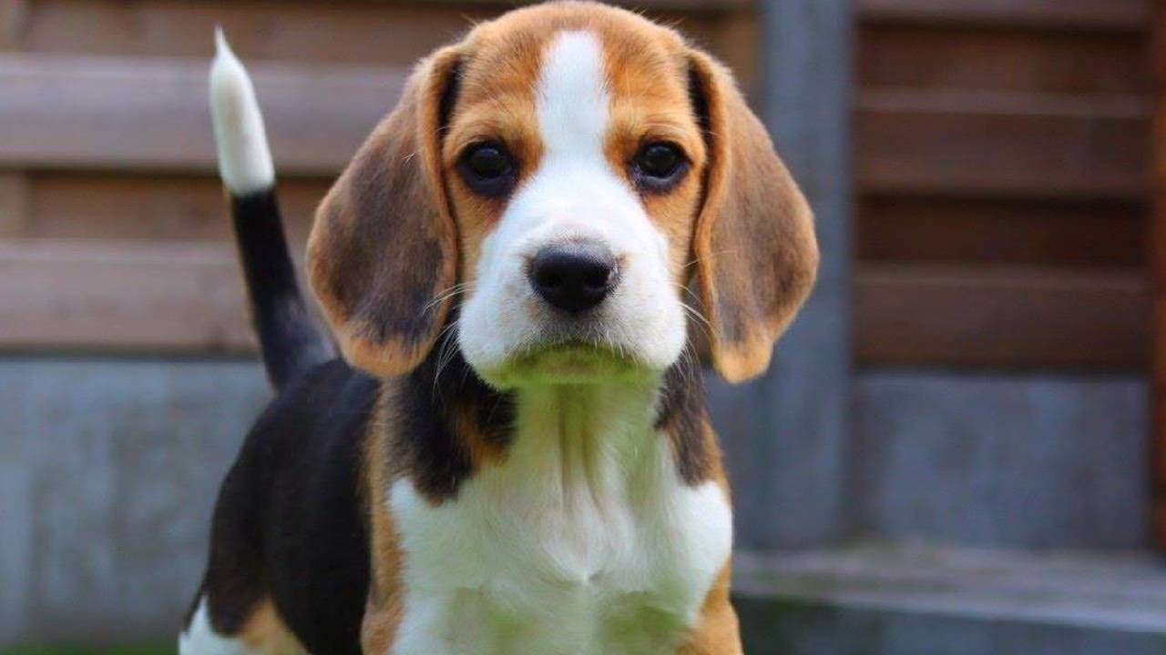 Beagle