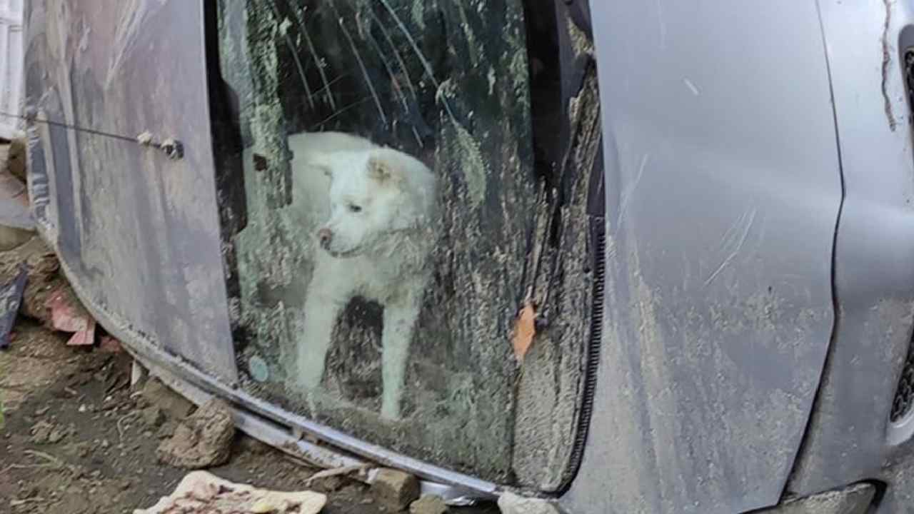 Cane Yuki Ischia